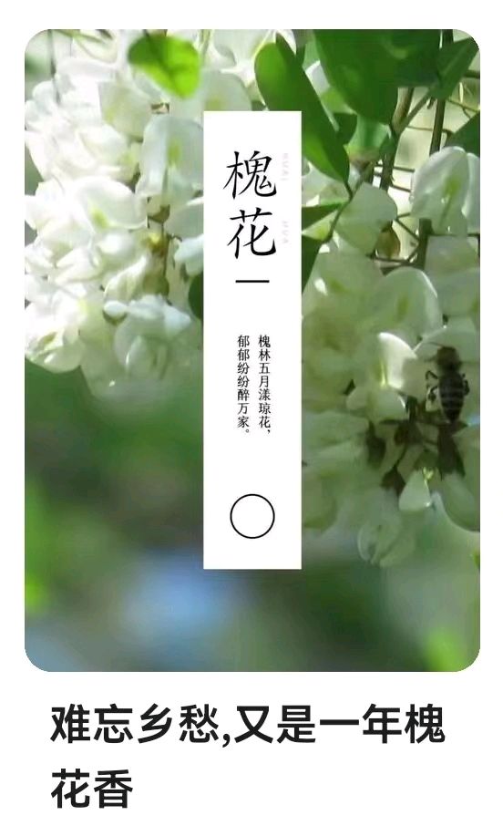王金政的《槐花》