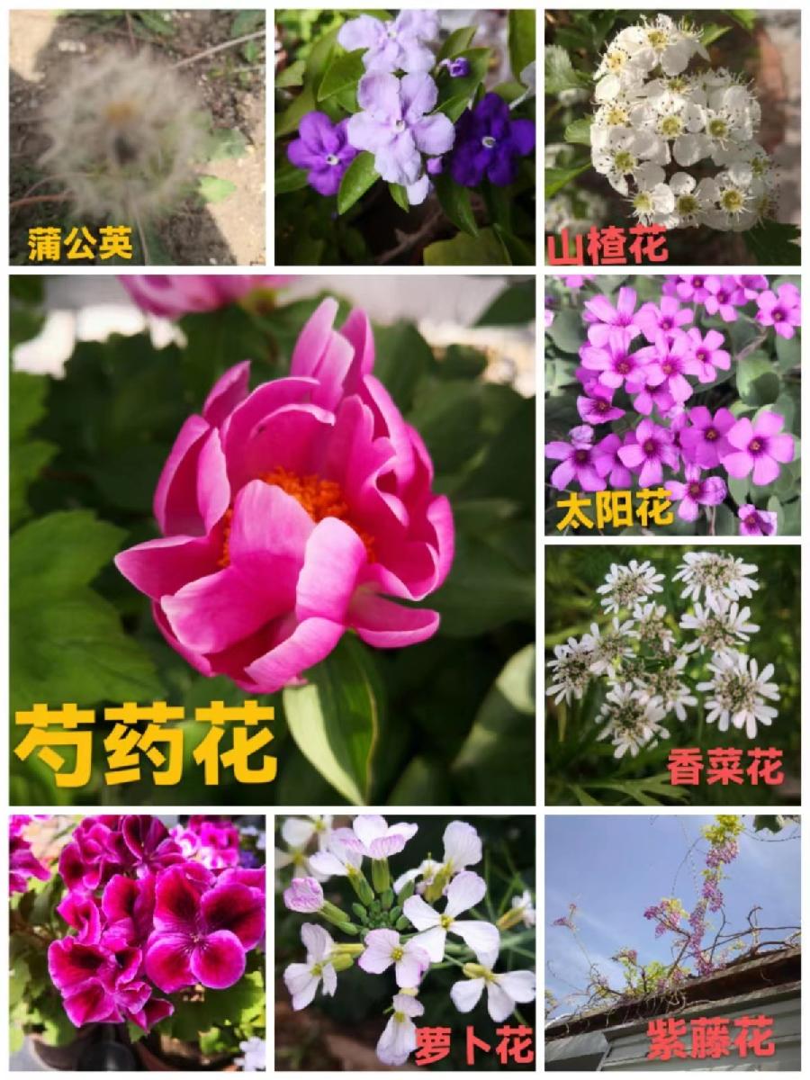 《九江文学社：北京头条》《世界名家》沈志昂先生近期美文集萃欣赏（图8）