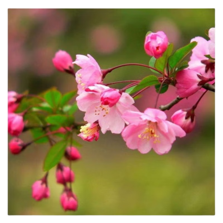 赞花(组诗)文/严宗碧