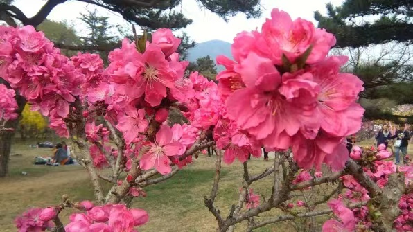 ［逛北京.游京郊］（之一百零七）格律诗词.国植园桃花节（文/天宫玉兔）……莲叶之珠文学社（图5）