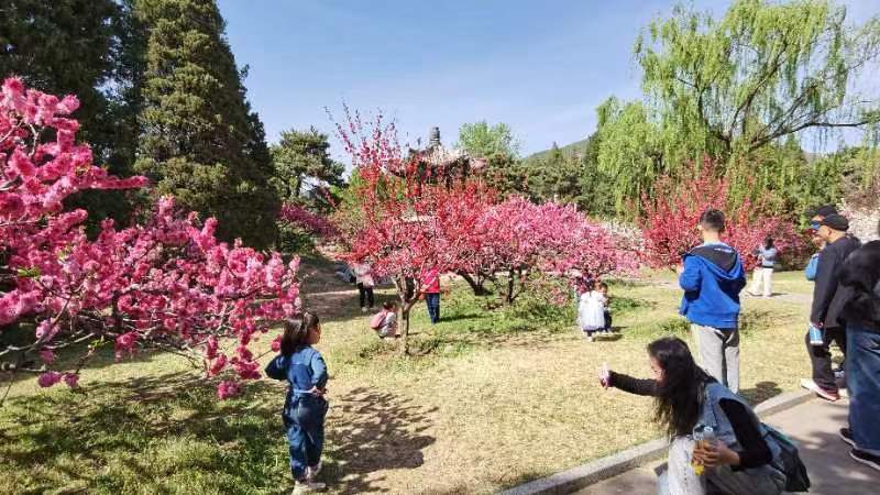 ［逛北京.游京郊］（之一百零七）格律诗词.国植园桃花节（文/天宫玉兔）……莲叶之珠文学社（图12）