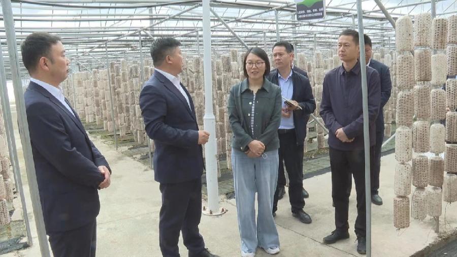 柞水县委书记曹艳萍在小岭镇金米村调研