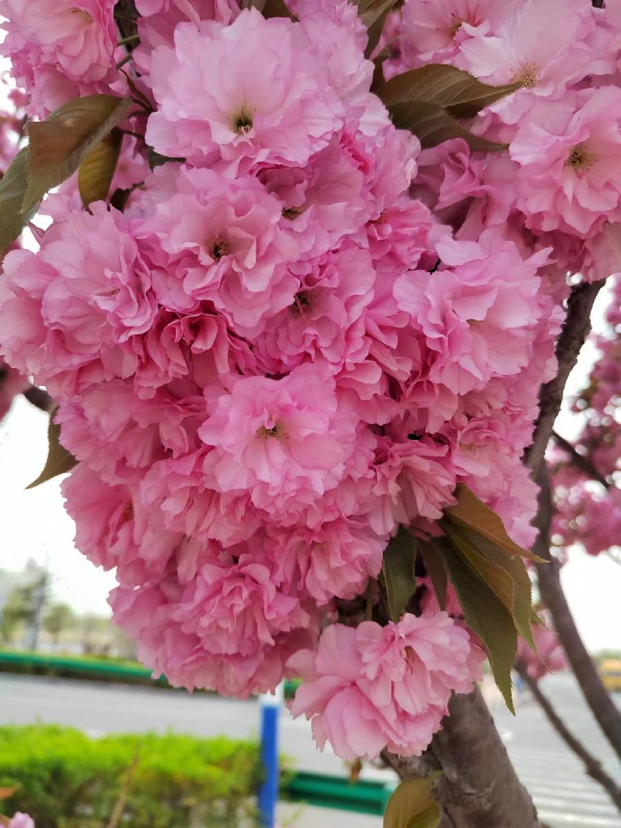 樱花‖巴彦诗协诗词卷【510】（图2）
