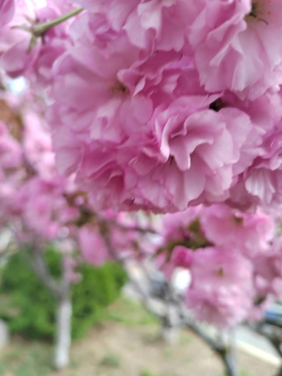 樱花‖巴彦诗协诗词卷【510】（图4）