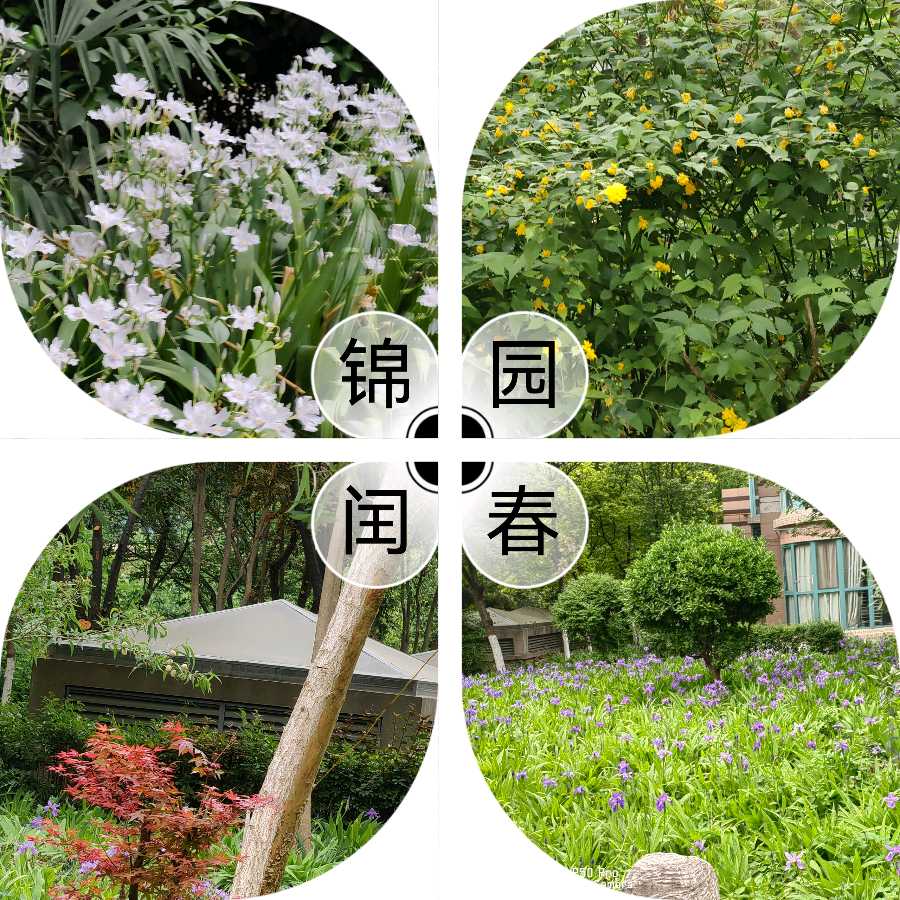 【✍锦园·随記】T（图6）