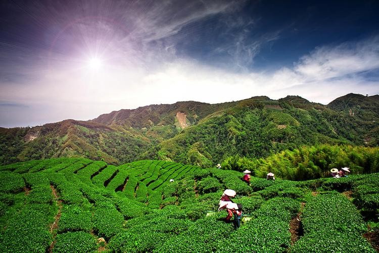 【经典推荐】杨一之//谷雨茶山｛外二首｝（图3）