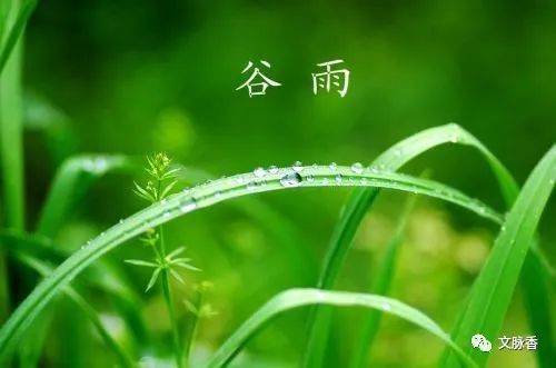 [ⅩMT影视朗诵] 谷雨，是最有乡土味道的节气 作者/文脉 主播/云翔
