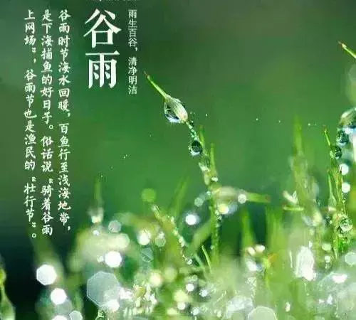 谷雨节气寄心语 作者:顾同军
