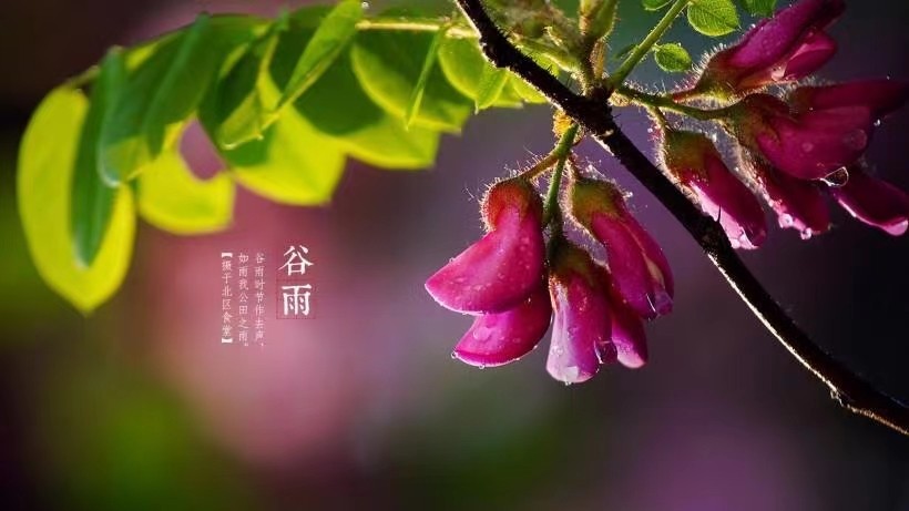 《九江文学社:北京头条》《谷雨节气专刊》(图20)