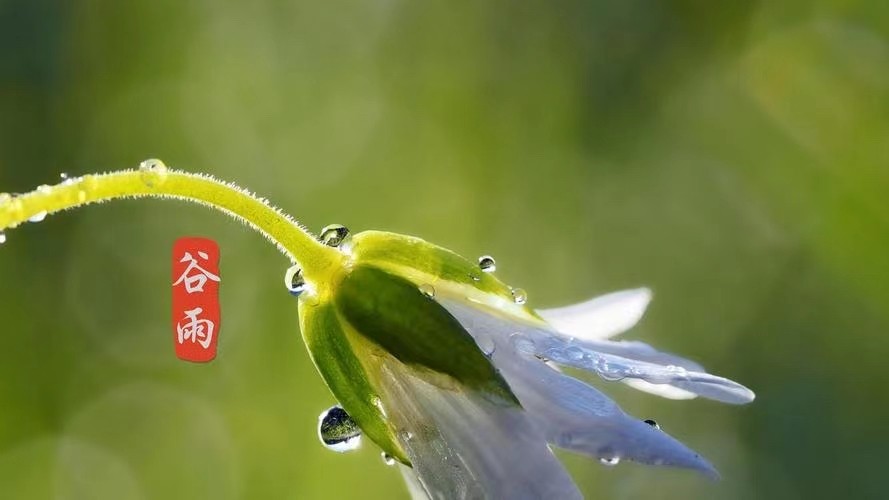 《九江文学社:北京头条》《谷雨节气专刊》(图19)