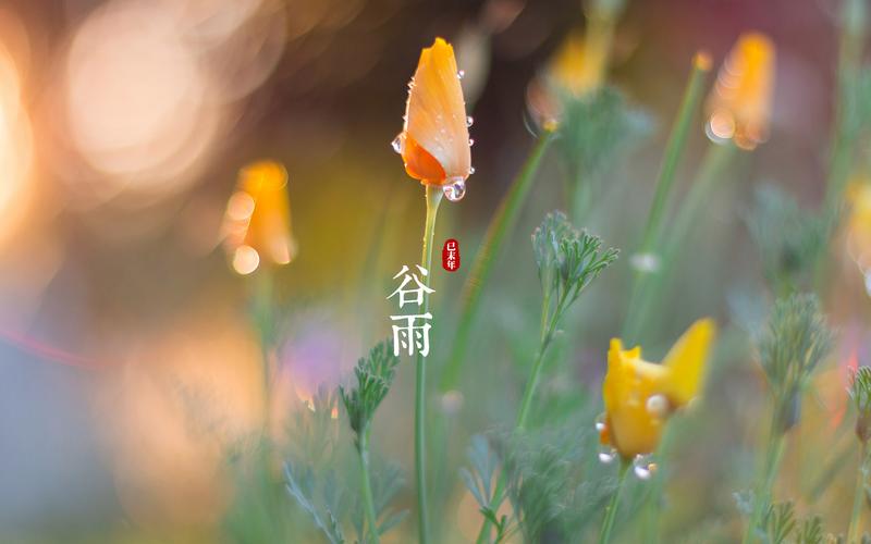《桃源国际诗歌谷雨特刊》作者:桃源诗友【桃源国际诗歌集团】（图8）