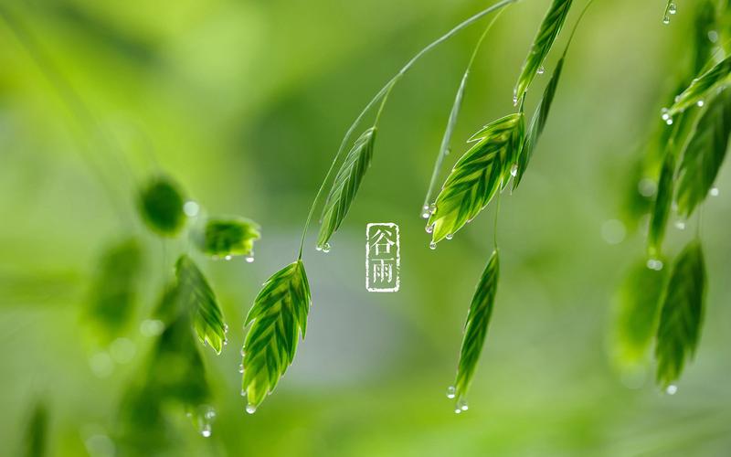 《桃源国际诗歌谷雨特刊》作者:桃源诗友【桃源国际诗歌集团】（图12）