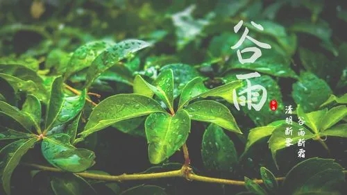 谷雨2.webp 谷雨2.webp
