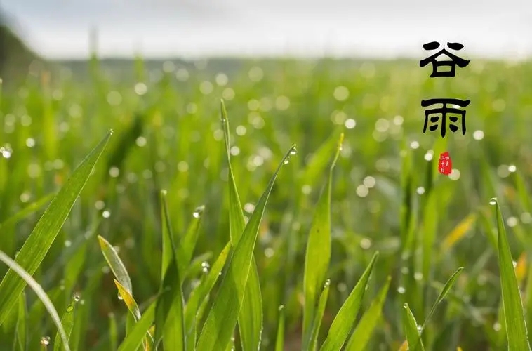 谷雨1.webp 谷雨1.webp