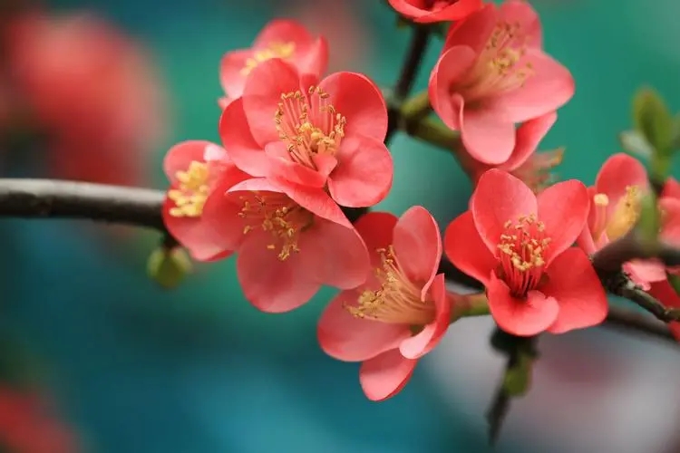 海棠花1.webp 海棠花1.webp