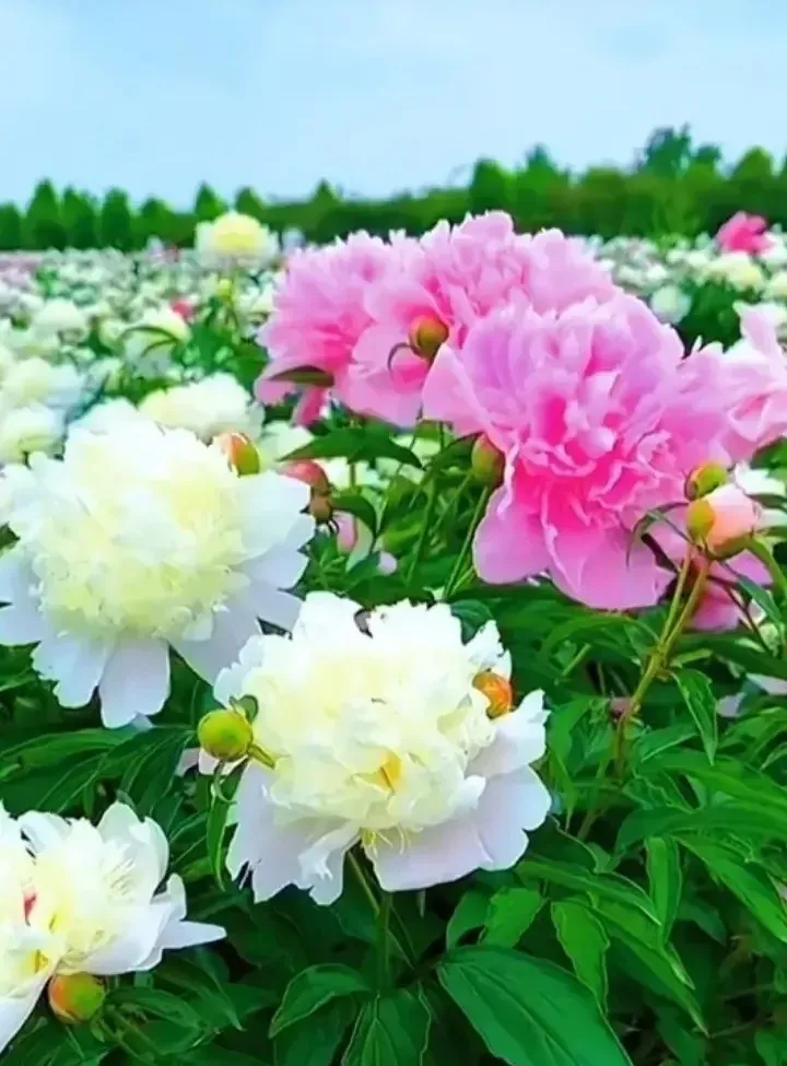 【神州源流诗苑】第926期优秀近体诗《都市头条》周刊(图12)