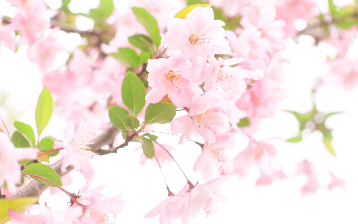东方书剑的《采桑子•咏樱花》