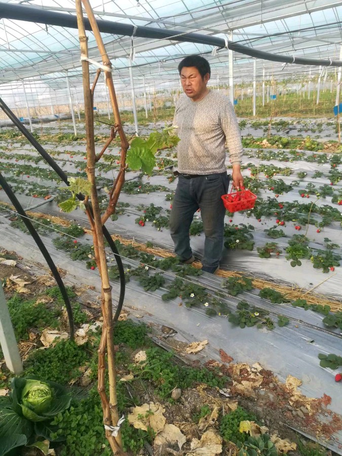 张炳付家庭农场捷报频传（图6）