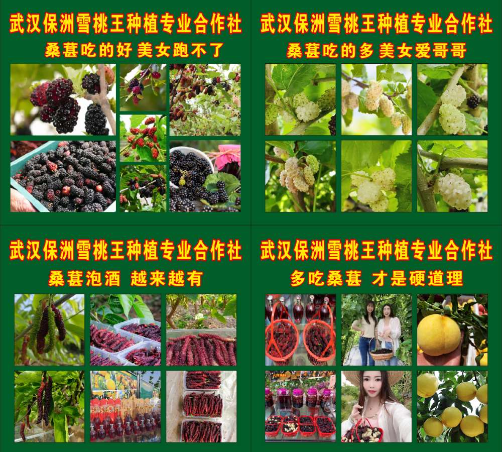发展中的武汉保洲雪桃王种植专业合作社（图3）