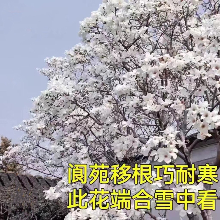 玉兰（图2）