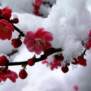 凌霞珍:《咏梅》(外七首)(图2)