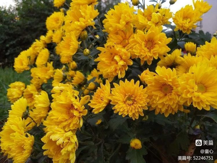 凌霞珍：《咏梅》（外七首）（图3）