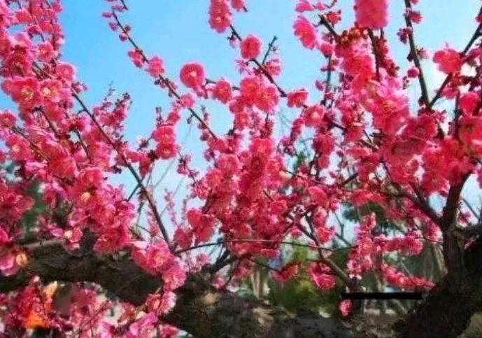 【蓝月亮诗刊】签约诗人：月下老人／梅花泪（外四首）（图3）