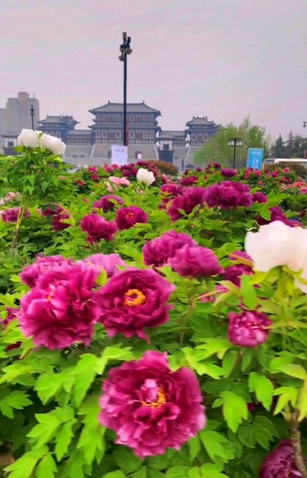 人间春园谷雨时 原作/梁立锋（图3）