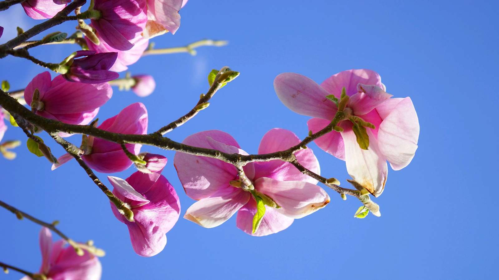 白雪朗诵【在我蜗居的地方……】作者/静宜（图7）