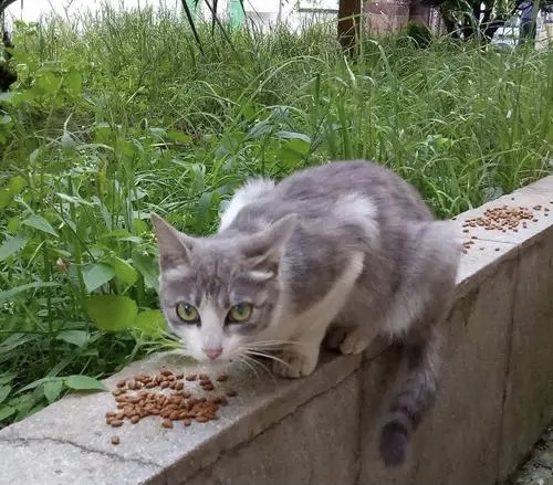 【新诗大观】流浪猫||文/香香美食居