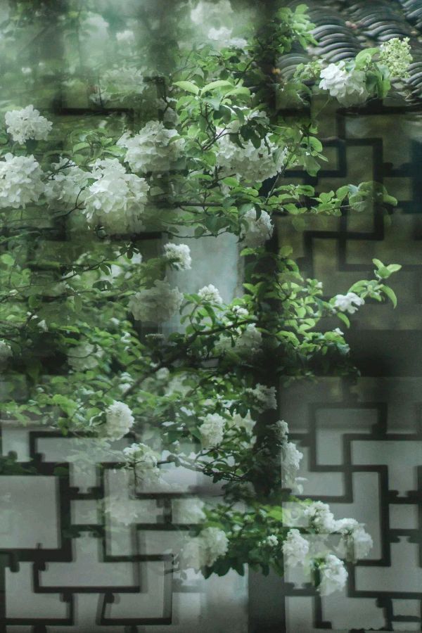 菊花朗诵【传承】作者/雷金钟（图7）