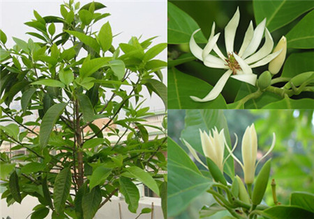 白兰花(三首)文/江冲(图4)