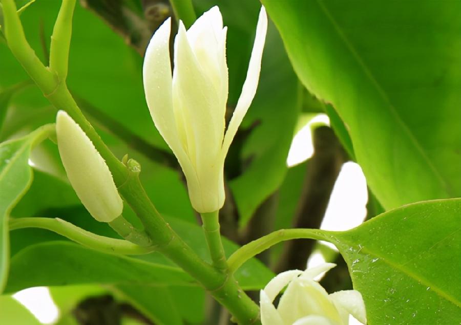 白兰花(三首)文/江冲(图7)