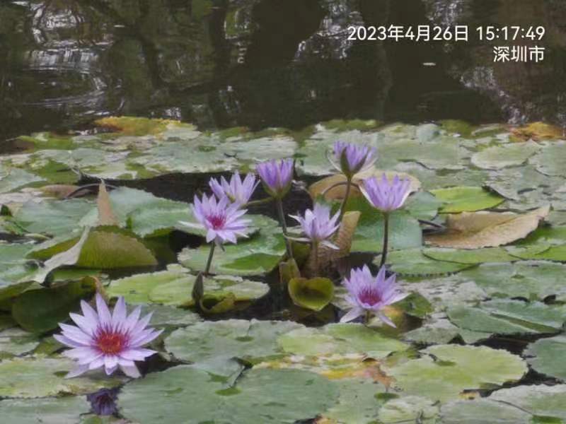 七律~初夏赏荷(附七绝诗二首)文/詹成(图4)