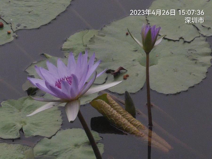 七律~初夏赏荷(附七绝诗二首)文/詹成(图6)