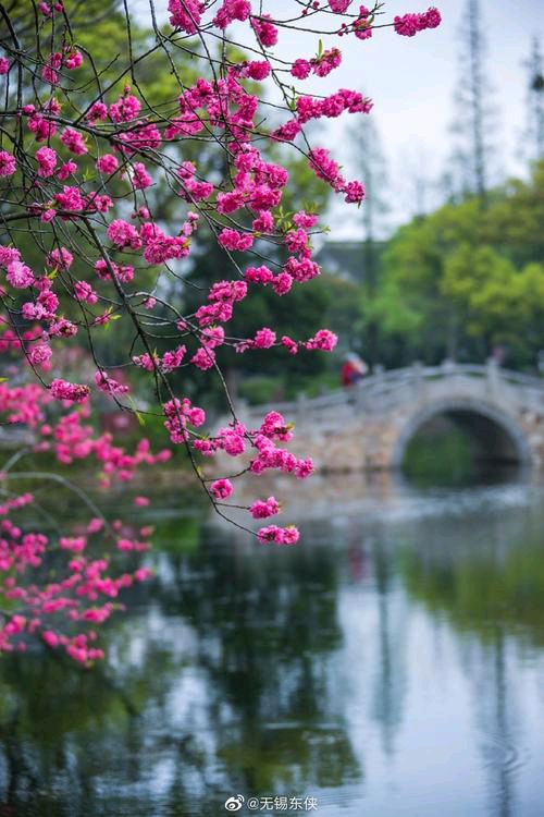 【新山东文学社】《七绝一组（新韵.十二首）》作者/王新华 主播/苏宁（图5）
