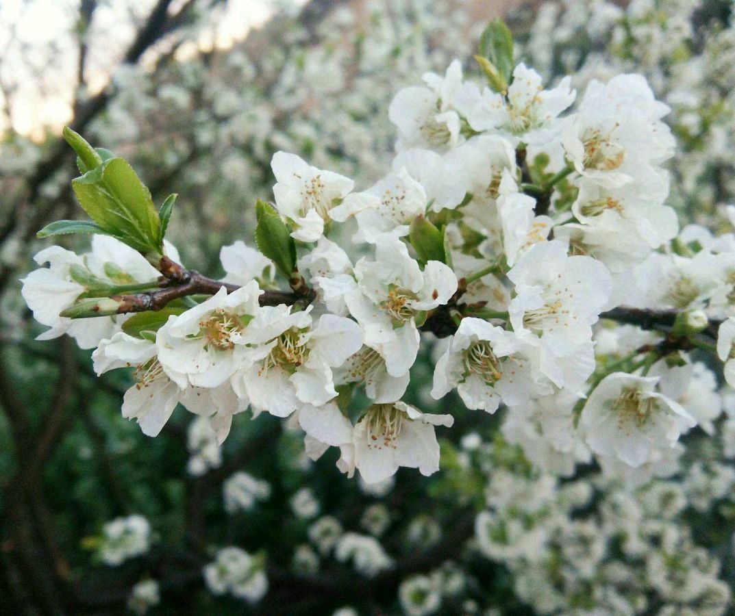 白雪朗诵【李子花开】作者/静宜（图8）