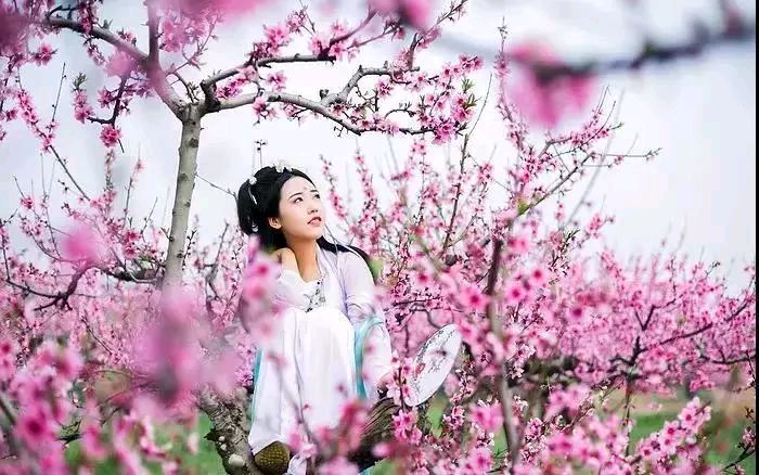 【新山东文学社】《桃花缘》作者/ 春韵 主播/菊心拾雨（图4）