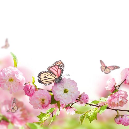 【新山东文学社】《桃花缘》作者/ 春韵 主播/菊心拾雨（图3）