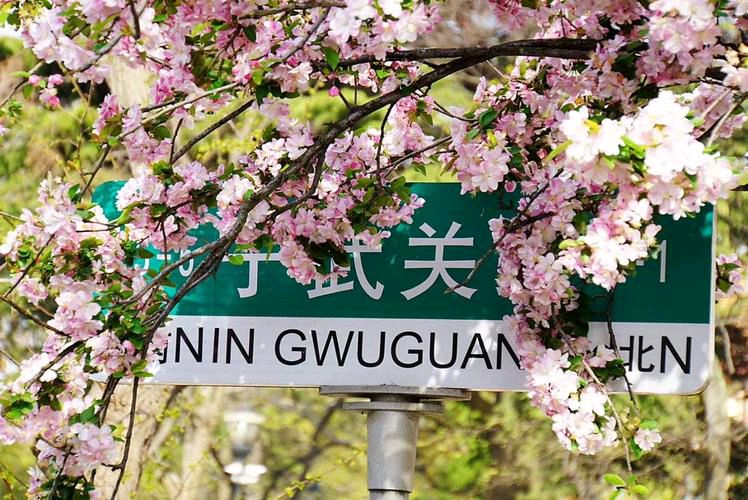 【新山东文学社】《青岛八大关樱花海》作者/锦河 主播/笑笑（图3）