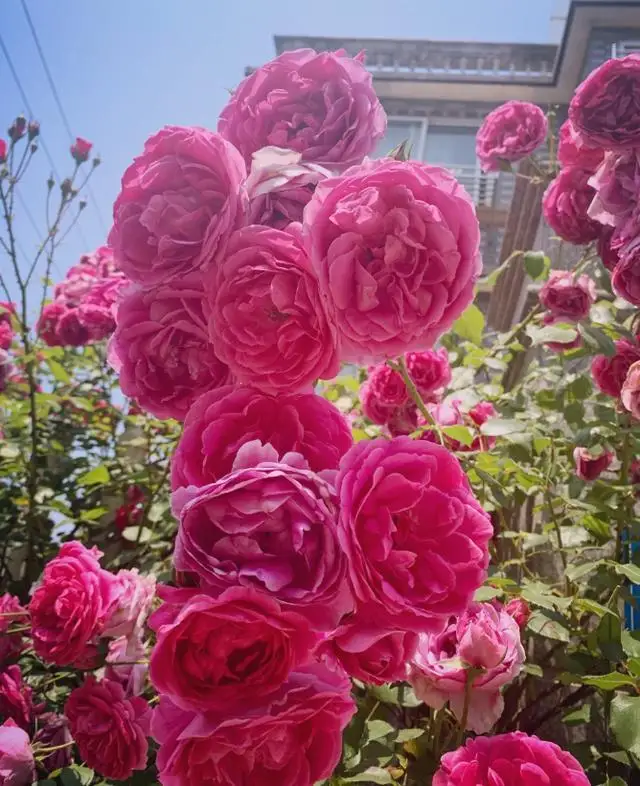 七绝/《月季花开》(上平一东) 文/刘景颜（图5）