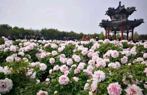 【佳作美诵】《观赏菏泽牡丹有感》作者/陋室居士 诵读/金南冬日艳阳【花雨馨声有声文学平台】第318期（图5）