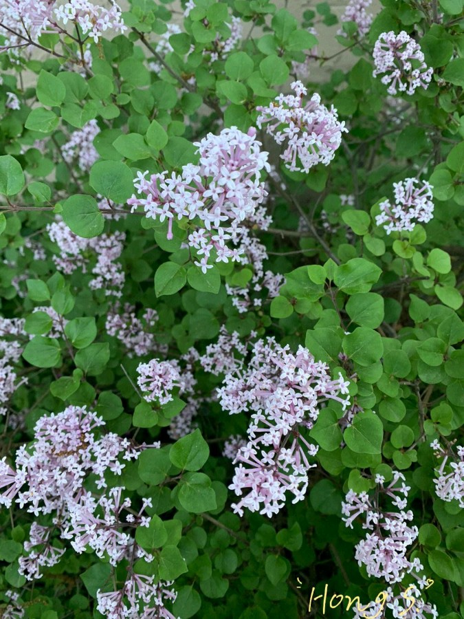紫菱菱朗诵【四月的丁香花，是生命里的小美好】作者/若夫（图8）