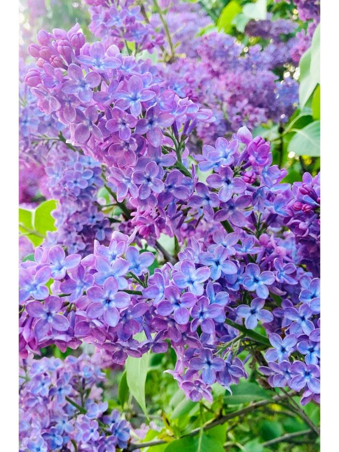 紫菱菱朗诵【四月的丁香花，是生命里的小美好】作者/若夫（图6）