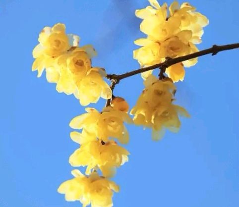 【佳作美诵】《等待》作者/李俊世诵读/如兰编辑/青青【花雨馨声有声文学平台】第319期（图5）