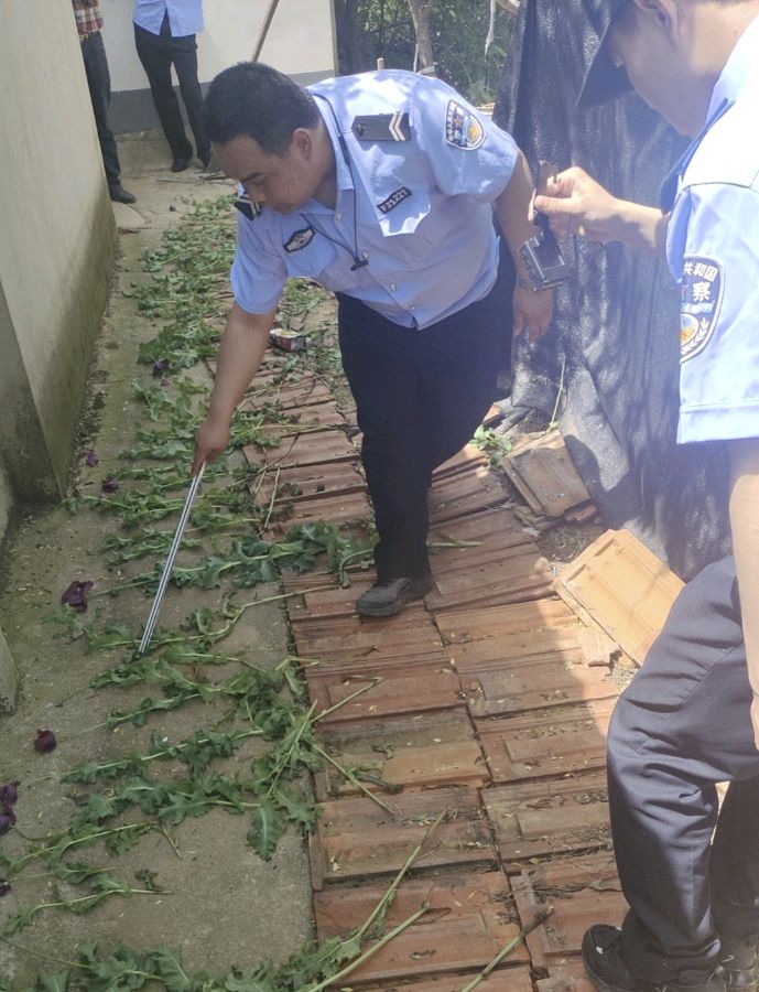 湖北孝感：铲除销毁罂粟57株 种植农户被治安处罚