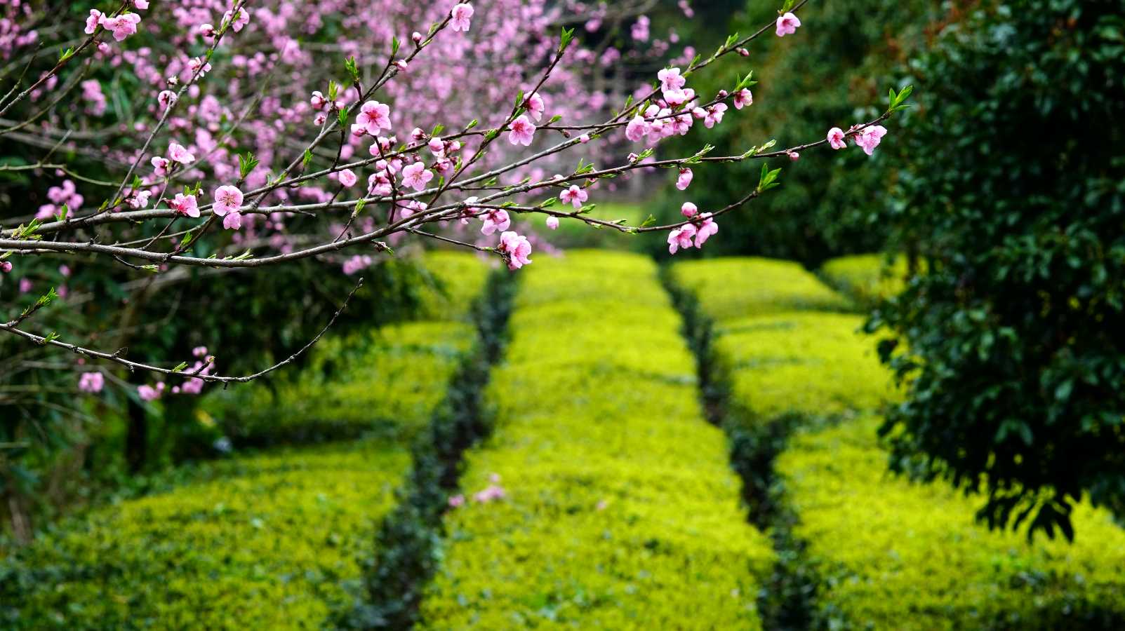 代淑桂朗诵【爱上朗诵、塑造优雅的自己】作者/佚名（图7）