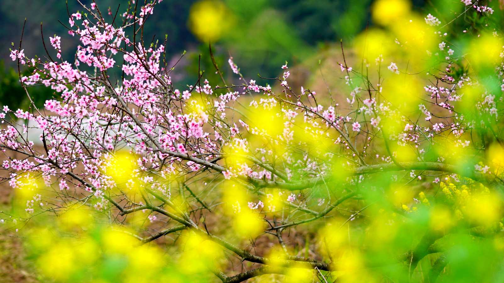 代淑桂朗诵【爱上朗诵、塑造优雅的自己】作者/佚名（图6）