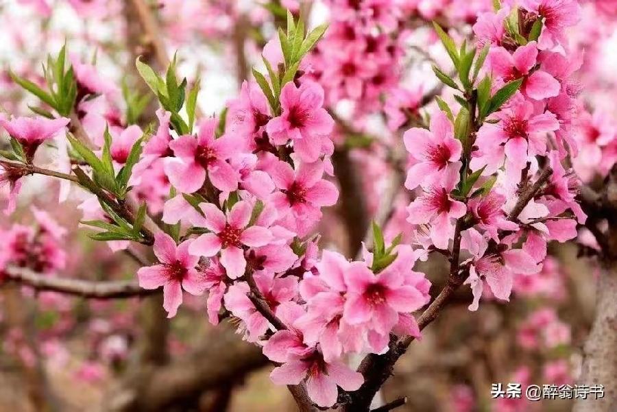 【神州源流诗苑】第933期优秀近体诗 《都市头条》周刊