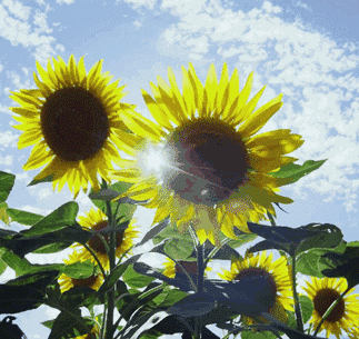 碑林路人《三月》主播:李延廷编辑:开心快乐【运河之春】(第052期)（图4）